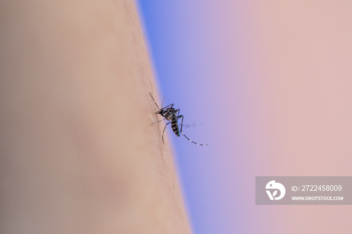 Close-up Aedes aegypti, common house mosquito on human skin, Aedes aegypti sucking blood human.