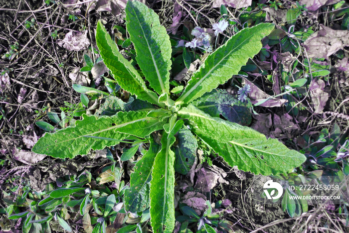 Sonchus arvensis, the field milk thistle, field sowthistle, perennial sow-thistle, corn sow thistle, dindle, gutweed, swine thistle growing on meadow top view