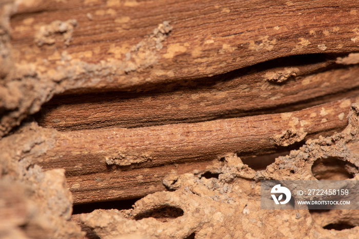 Traces of termites eat wood,animals that destroy wood.