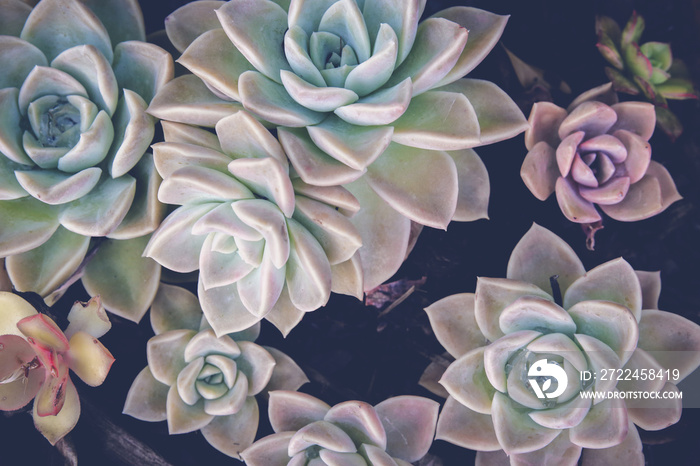 Close up of agave succulent plant, selective focus, toning