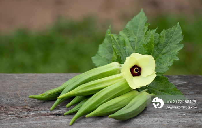 Organic food or herb plant, fresh green okra  and flower on wood background.