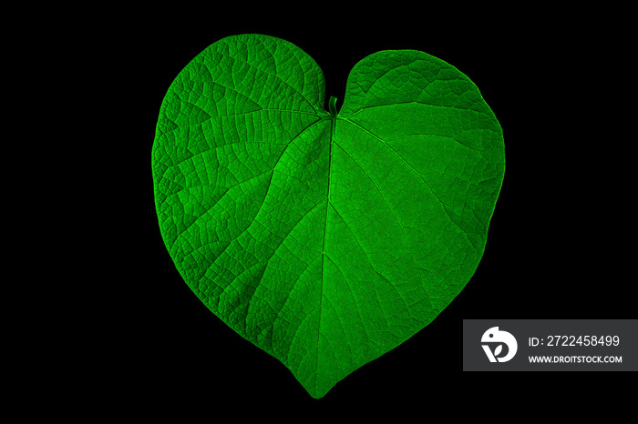 Close up of a green heart shaped leaf on black