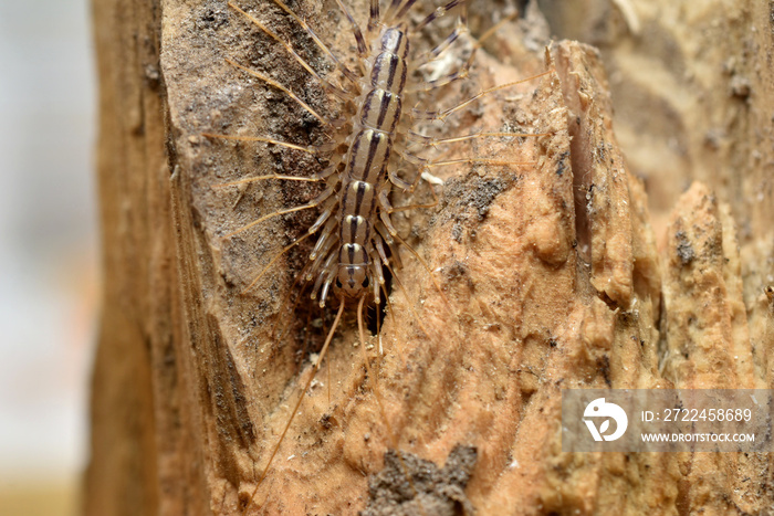 Flycatcher, centipede, crawled to the top of the stump.