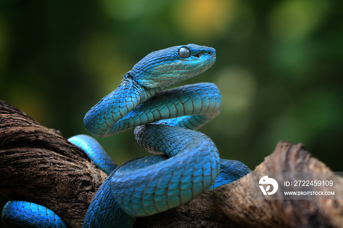 Blue viper snake closeup face, viper snake, blue insularis, Trimeresurus Insularis, animal closeup