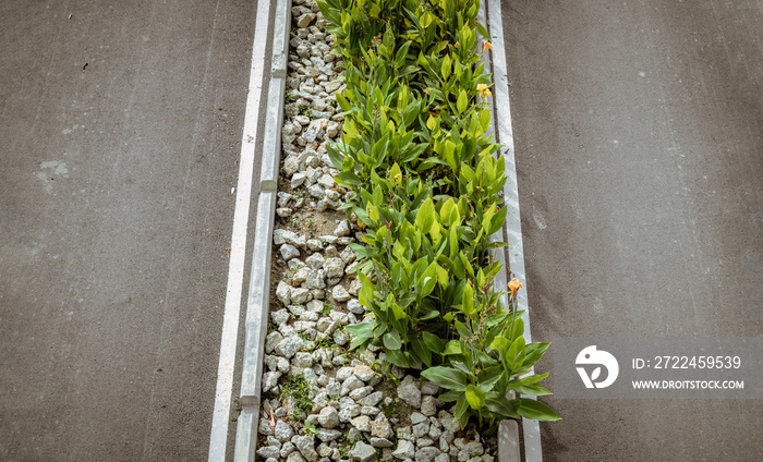 Ornamental green trees or bush plants blooming and stone pile over median strip and Empty road. Selective focus.