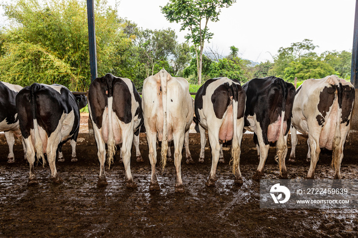 butts with udders of a herd of cows side by side