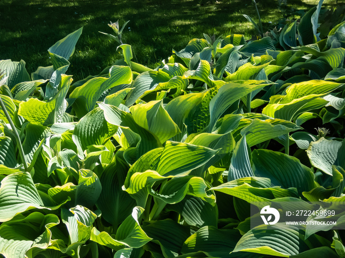 Hosta ’Abba dabba do’ with dark green, long, lance-shaped and slightly twisted leaves with light gold margins flowering with pale lavender flowers