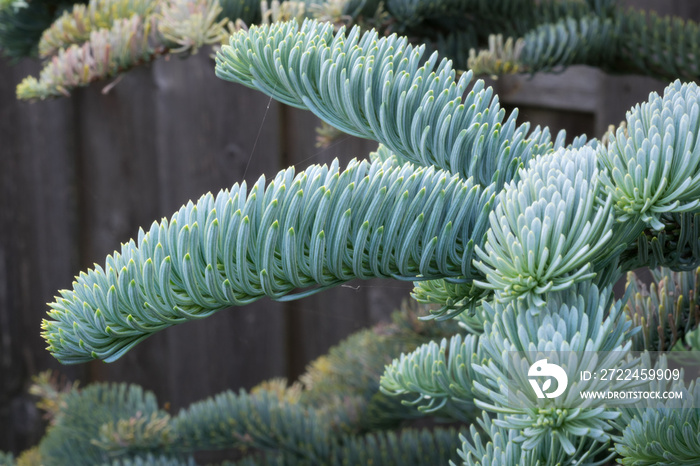 Detailed image of fresh young shoots of Abies procera glauca (Noble fir) in spring in a botanical garden. Beautiful soft blue silvery colored needles.