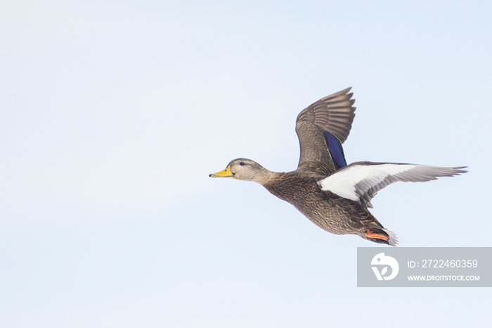 American black duck (Anas rubripes) in flight