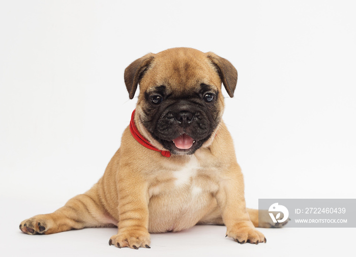 puppy yoga and fitness, French Bulldog