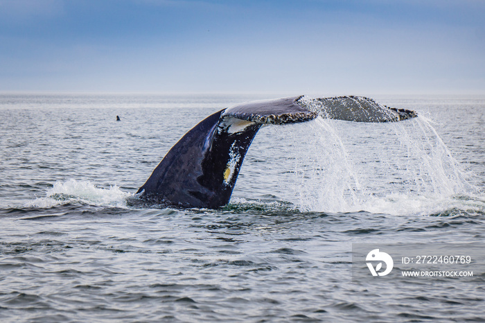 Whale watching in Tadoussac (Quebec, Canada)