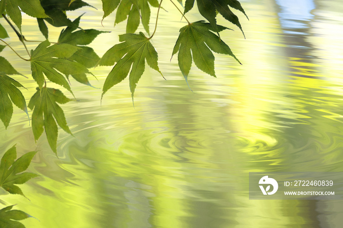 Green Maple leaf with green tone ripple water.