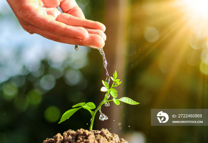 Hand nurturing and watering young plant on fertile soil with natural green background and sunlight. plant a tree.