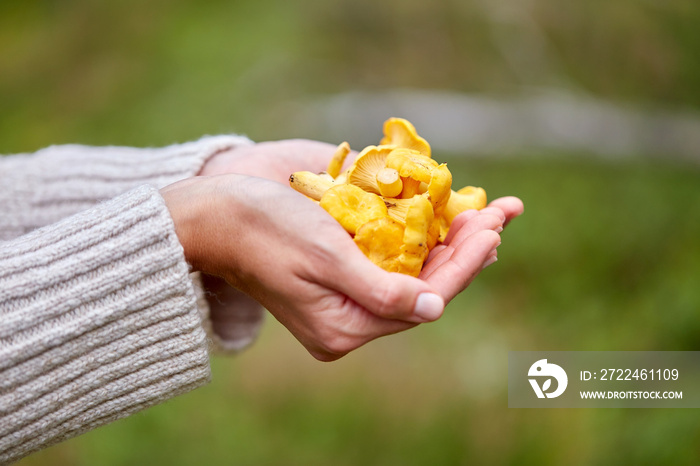 picking season, nature and forest concept - close up of young woman holding chanterelle mushrooms in hands