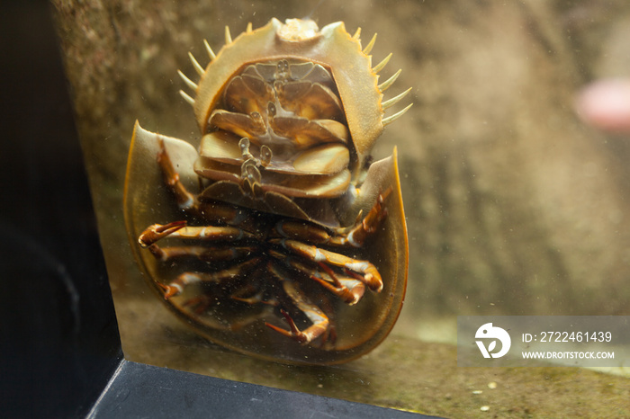 Terrifying Sea Beast: Bathynomus giganteus or Giant isopod