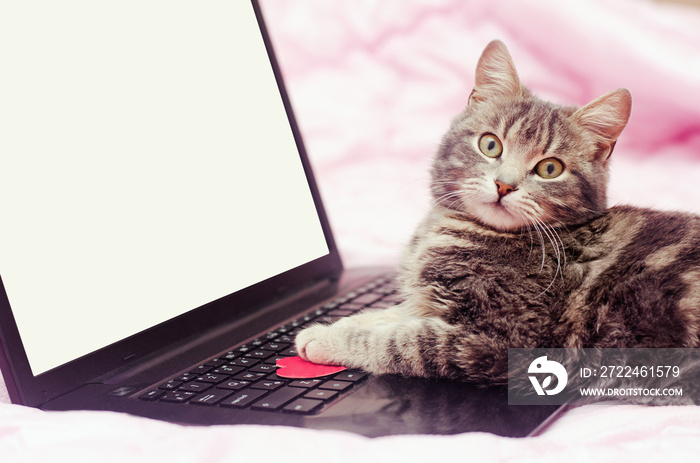 gray cat at notebook on a pink background