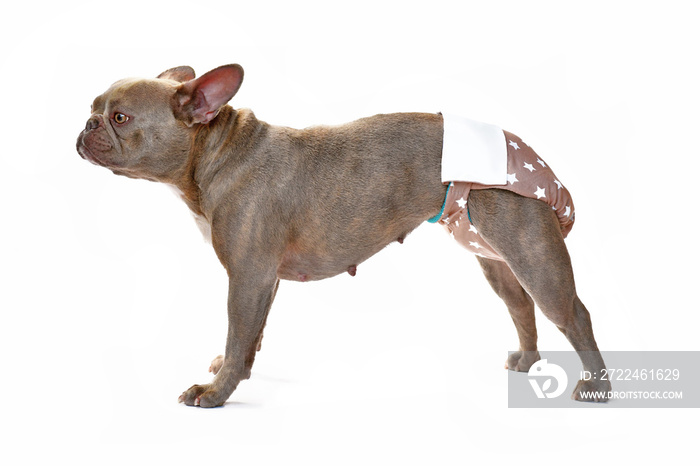 Lilac French Bulldog dog wearing fabric period diaper pants for protection on white background