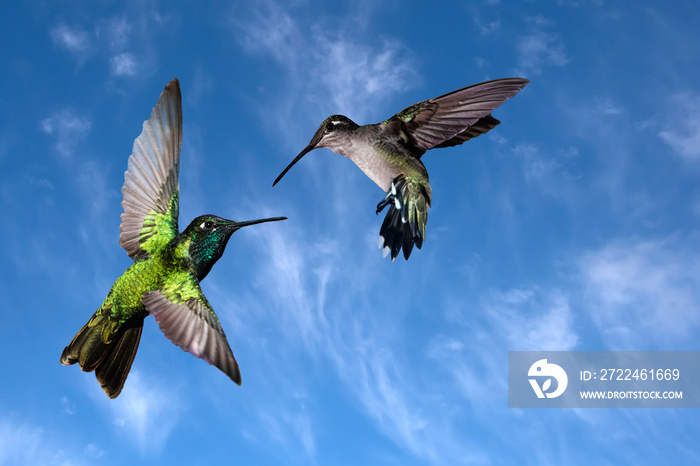 Rivoli’s Hummingbird - Magnificent Hummingbird (Eugenes fulgens) Mated Pair