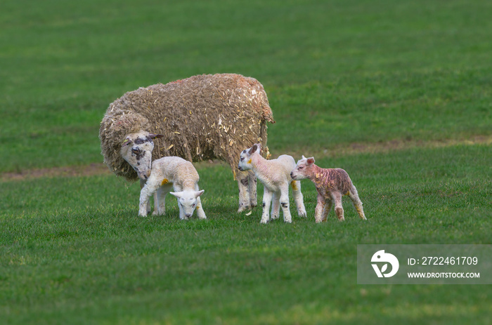 Swaledale mule Ewe with her three newborn lambs in Springtime, stood in green meadow. One lamb has just been born. Concept: a mother’s love.  Landscape, Horizontal. Space for copy. Yorkshire Dales.