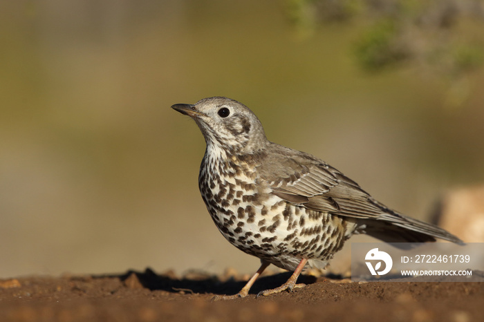 Mistle thrush