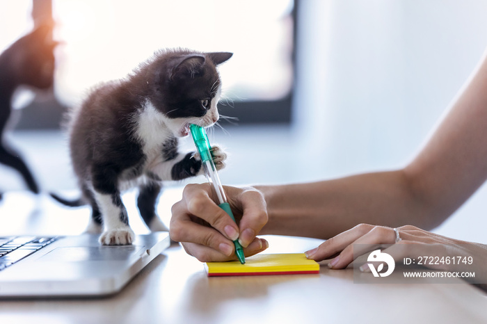 A pretty little cat biting the tip of a pen while its owner writes a note with him.