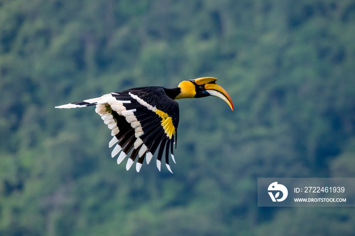 Flying great hornbill at Khao Yai national park, THAILAND