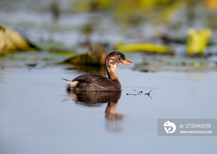 A young black-necked grebe (Podiceps nigricollis) swims in the blue water of the lake against the background of aquatic plants. Close-up and detailed photo