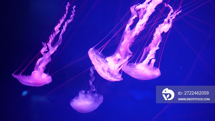 video collection. Sea and ocean jellyfish swim in the water close-up. Illumination and bioluminescence in different colors in the dark. Exotic and rare jellyfish in the aquarium