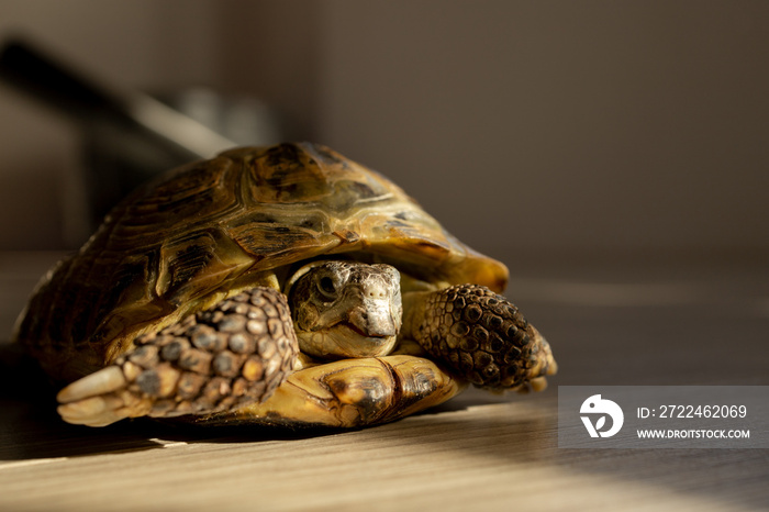 a land turtle crawls on the floor in a room