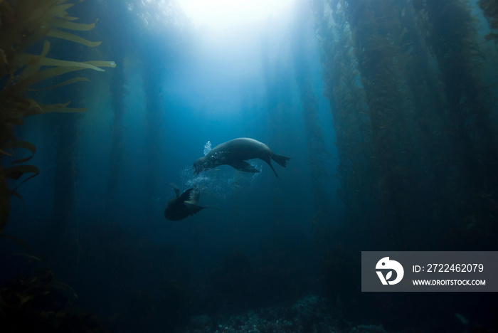 Sea Lions playing around in giant kelp forest with sun in the background