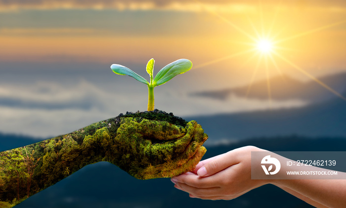 environment Earth Day In the hands of trees growing seedlings. Bokeh green Background Female hand holding tree on nature field grass Forest conservation concept