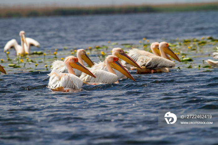 Pelicans in the Danube Delta, Romania