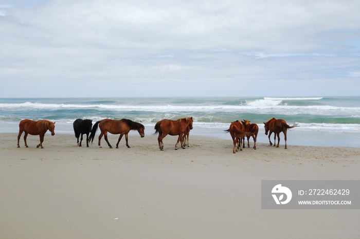 Corolla wild horses