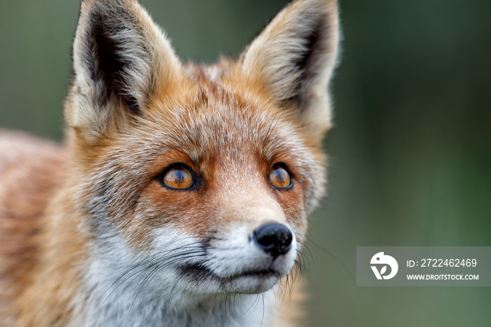 Red Fox (vulpes vulpes) in the dunes of the Amsterdam water supply area near the village of Zandvoort