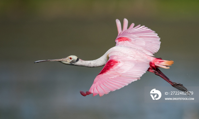 Roseata Spoonbill wading in the water