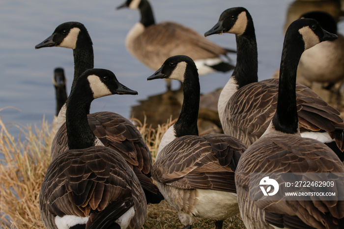 Gaggle of Canadian geese