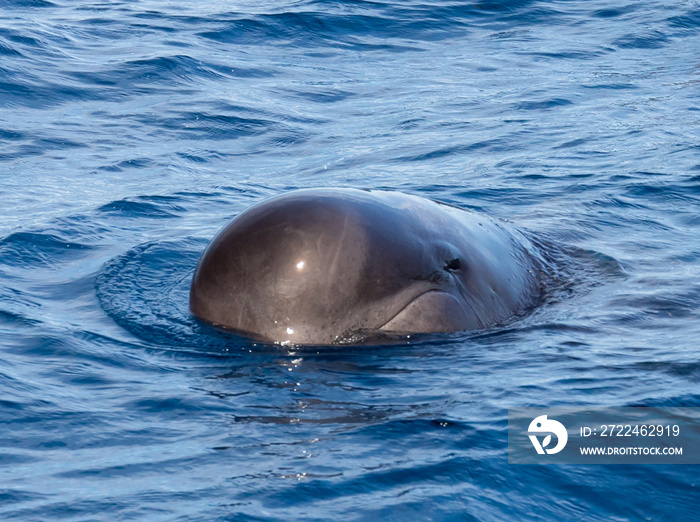 Pilot Whale showing mouth and eye