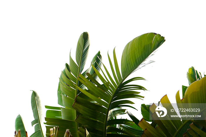 Group of big green banana leaves of exotic palm tree in sunshine on white background. Tropical plant foliage with visible texture. Pollution free symbol. Close up, copy space.