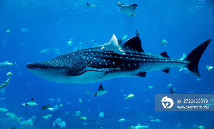 great whale in aquarium