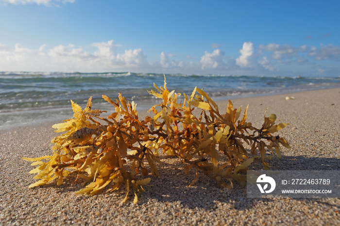 Seaweed on Miami Beach, Florida.