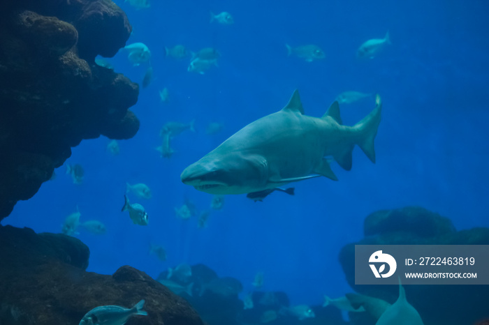 A shark in an aquarium with a school of fish. Aggressive shark in the depths of the sea. Shark fish in the ocean underwater.