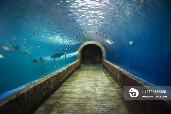 Fish tunnel at the aquarium underwater - Different types of fish swimming aquarium tank