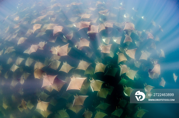 Mobula rays, sea of cortez, mexico