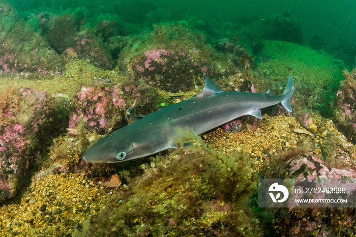 Spiny Dogfish (Squalus acanthias) at the south coast of Norway