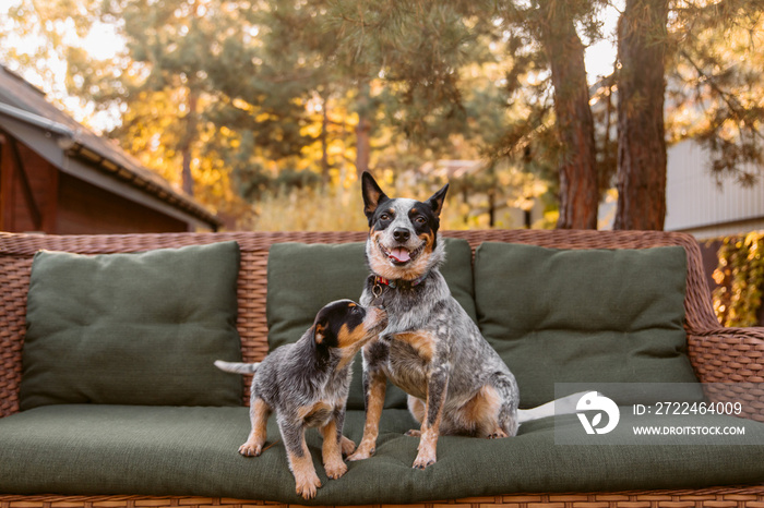 Australian cattle dog puppy and adult dog outdoor. Red heeler and Blue heeler dog breed. Puppies on the backyard. Dog litter. Dog kennel