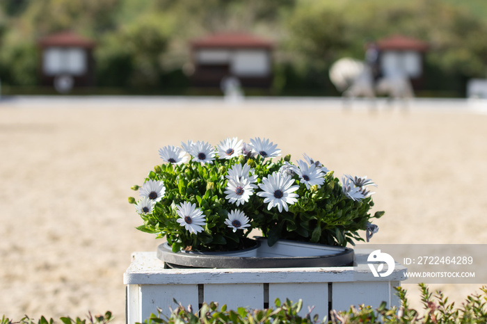 Basket with daisies adorning a dressage arena