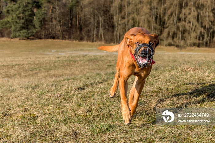 Front view of a running dog. Dogs runs across the meadow. At the dog wearing a muzzle. Running Rhodesian Ridgeback with muzzle.