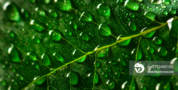 Green Lush Growth Growing Leaf with Fresh Water Drops