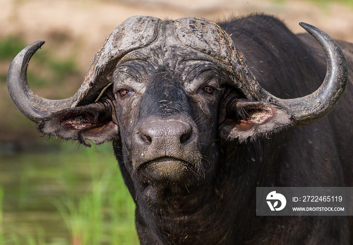 African Buffalo with Oxpeckers in the Kruger National Park