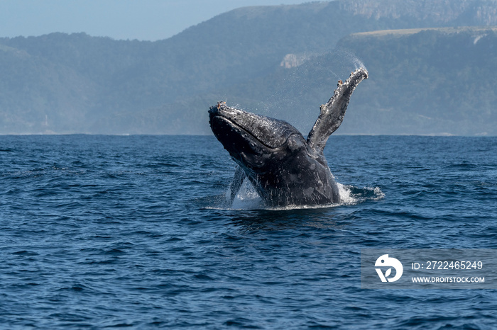 Humpback whale (Megaptera novaeangliae) breaching off South Africa’s Southern coast during sardine run.